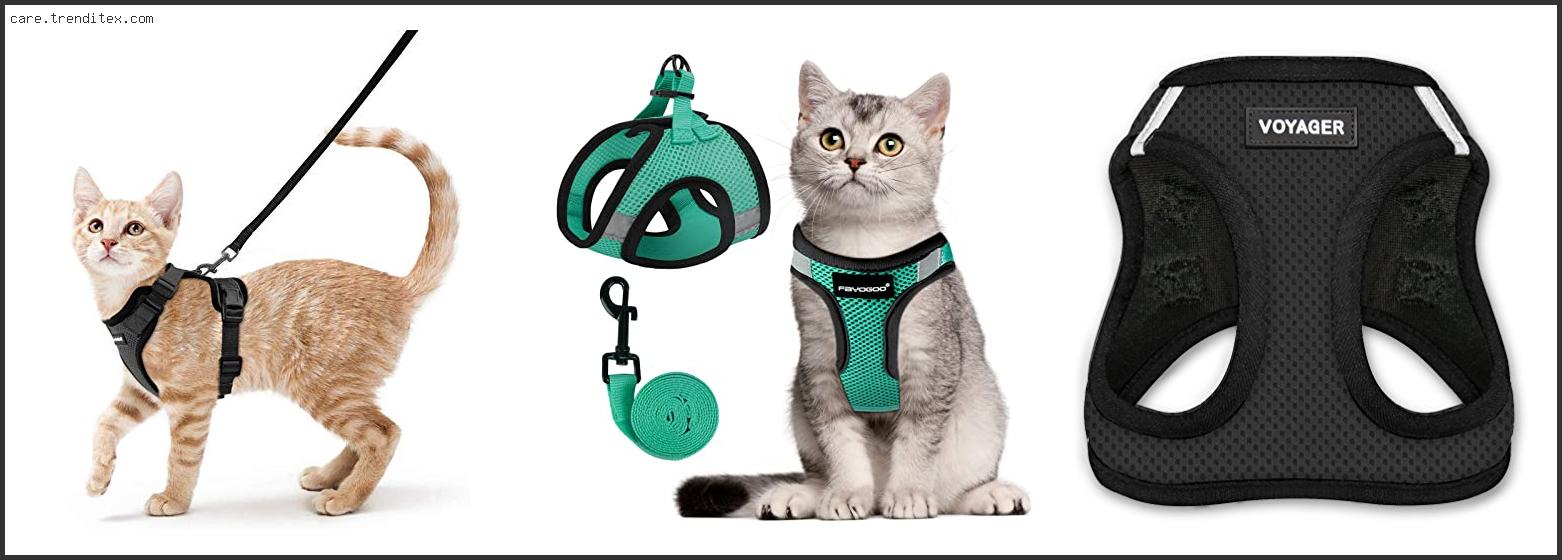 Best Leash For Cats