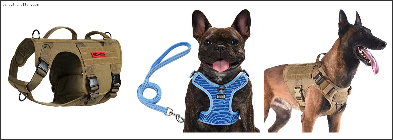 Best Dog Harness Medium Dog