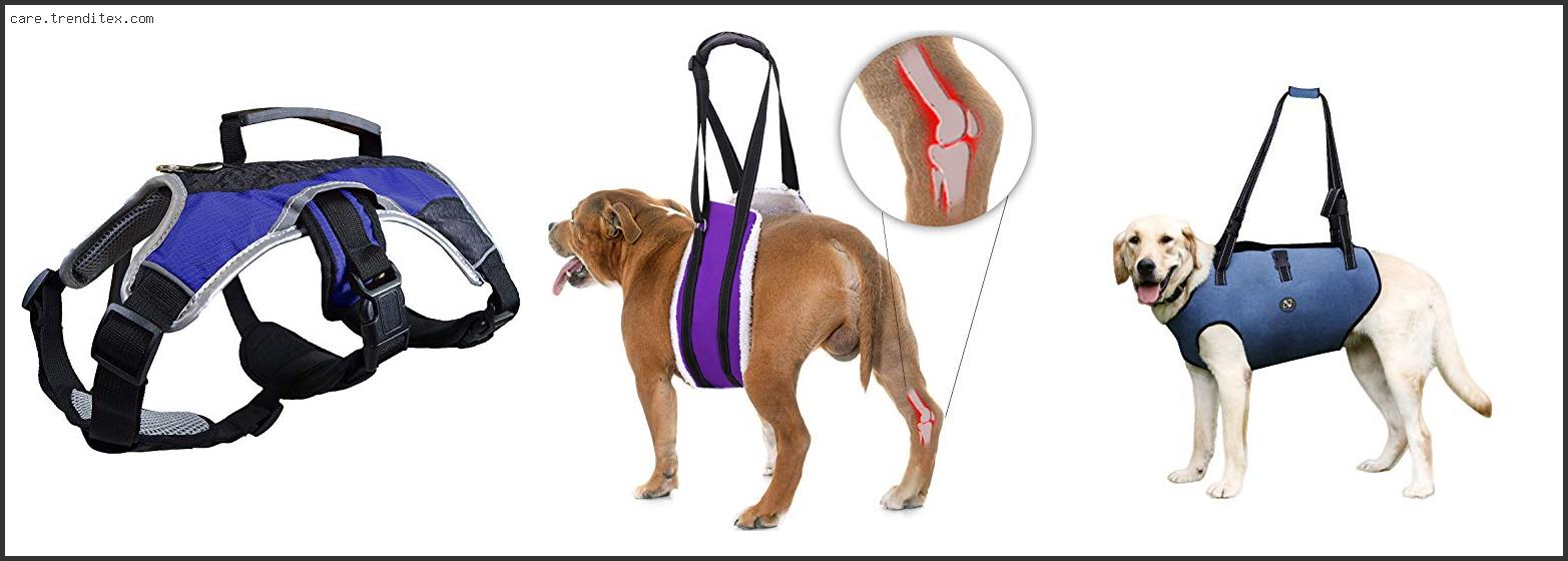 Best Harness For Tripod Dog