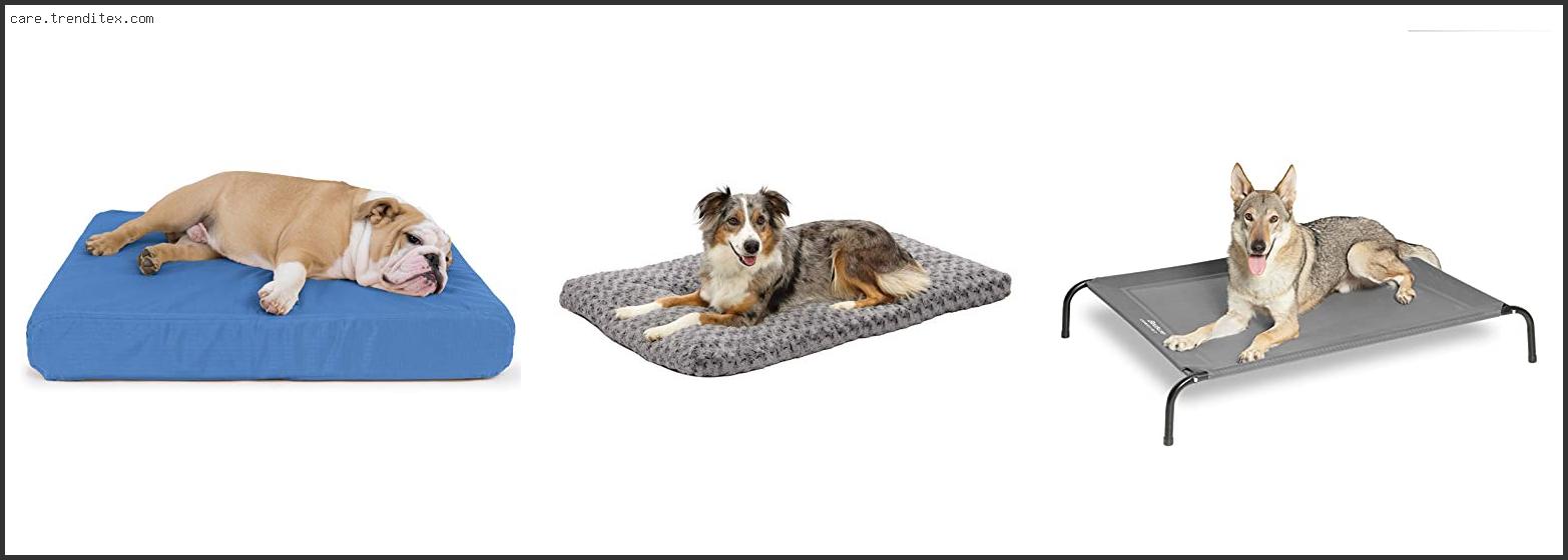 Best Dog Beds For Large Dogs That Chew