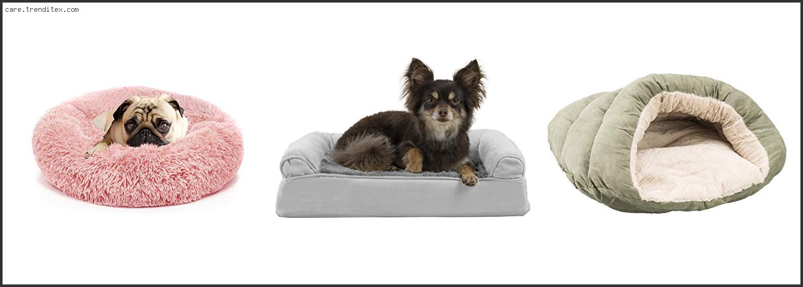 Best Dog Bed For A Chihuahua