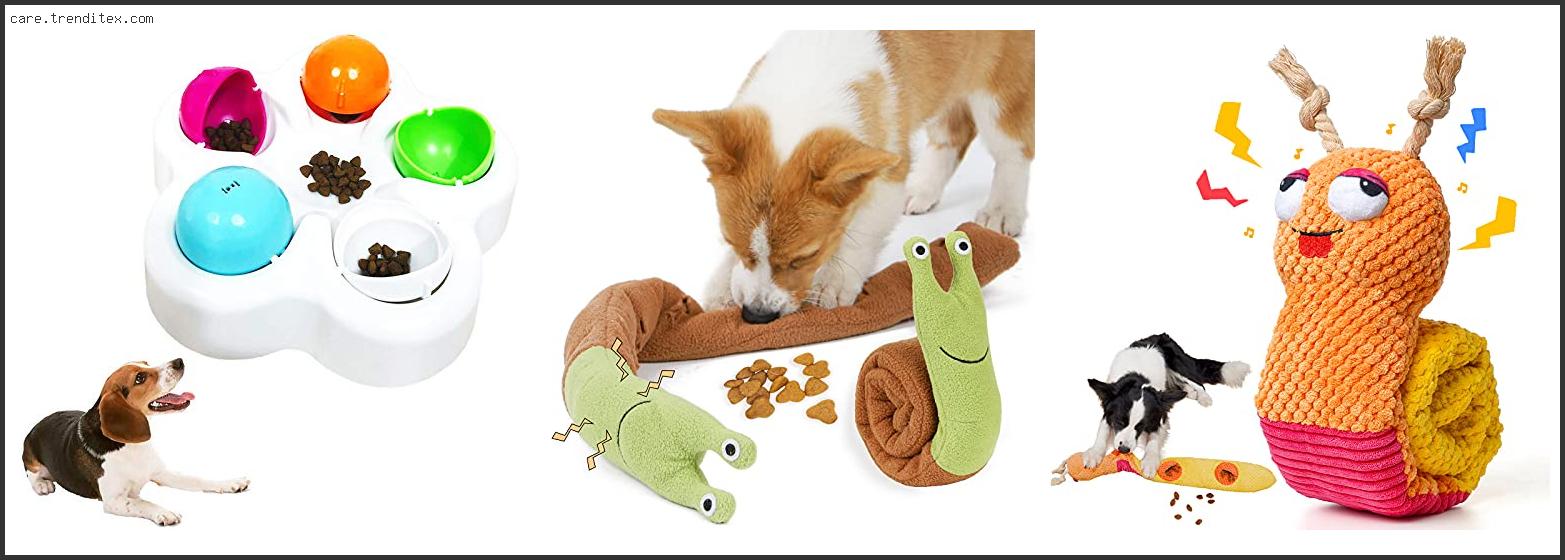 Best Dog Toys To Hide Treats