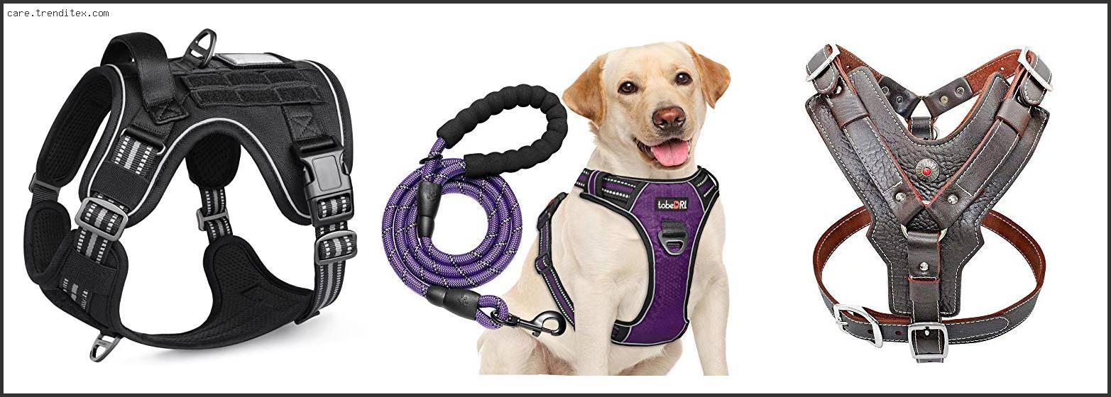 Best Dog Harness For Pitbulls
