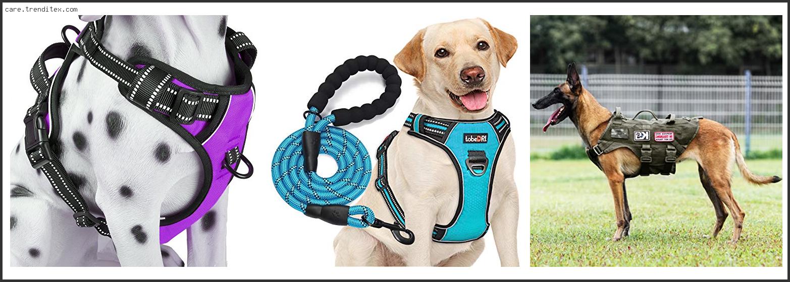 Best Dog Harness For Labs
