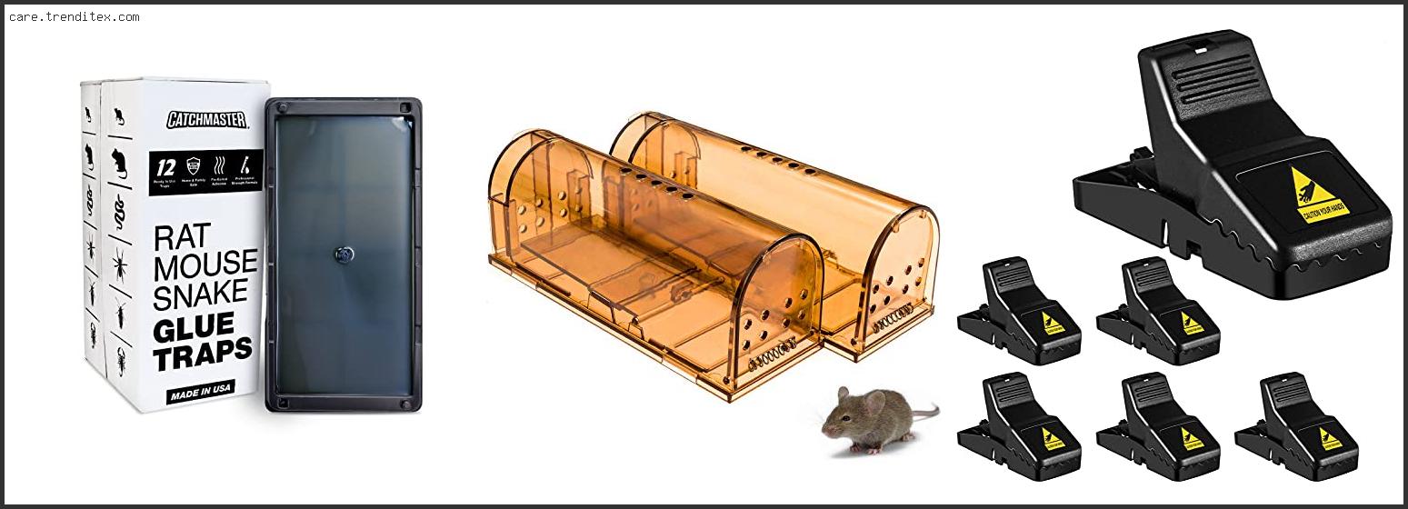 Best Mouse Trap For Small Mice