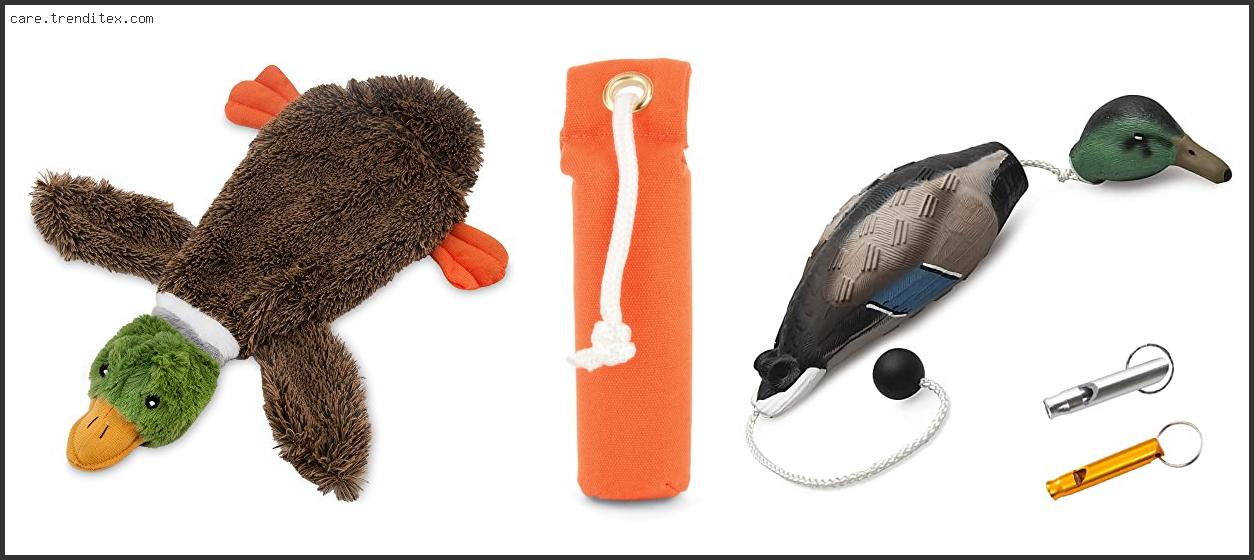 Best Toys For Hunting Dogs