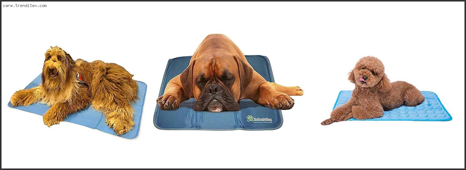 Best Cooling Blanket For Dogs