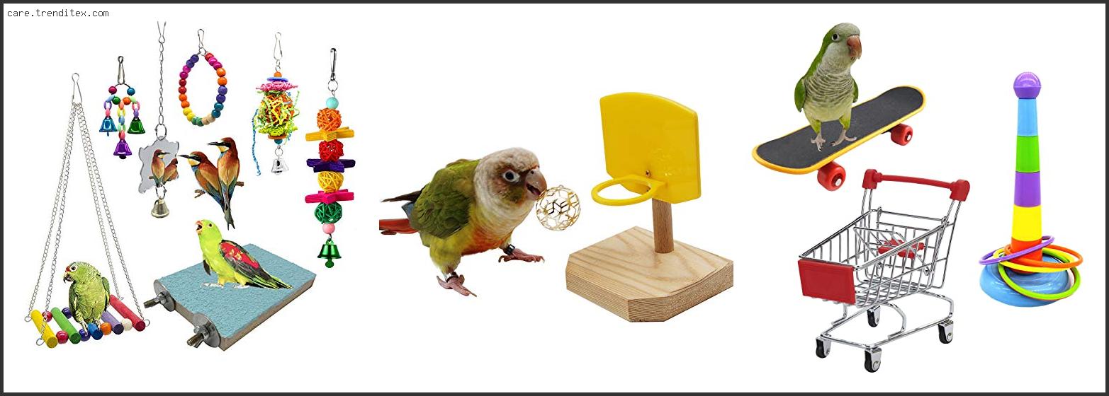 Best Toys For Green Cheek Conure