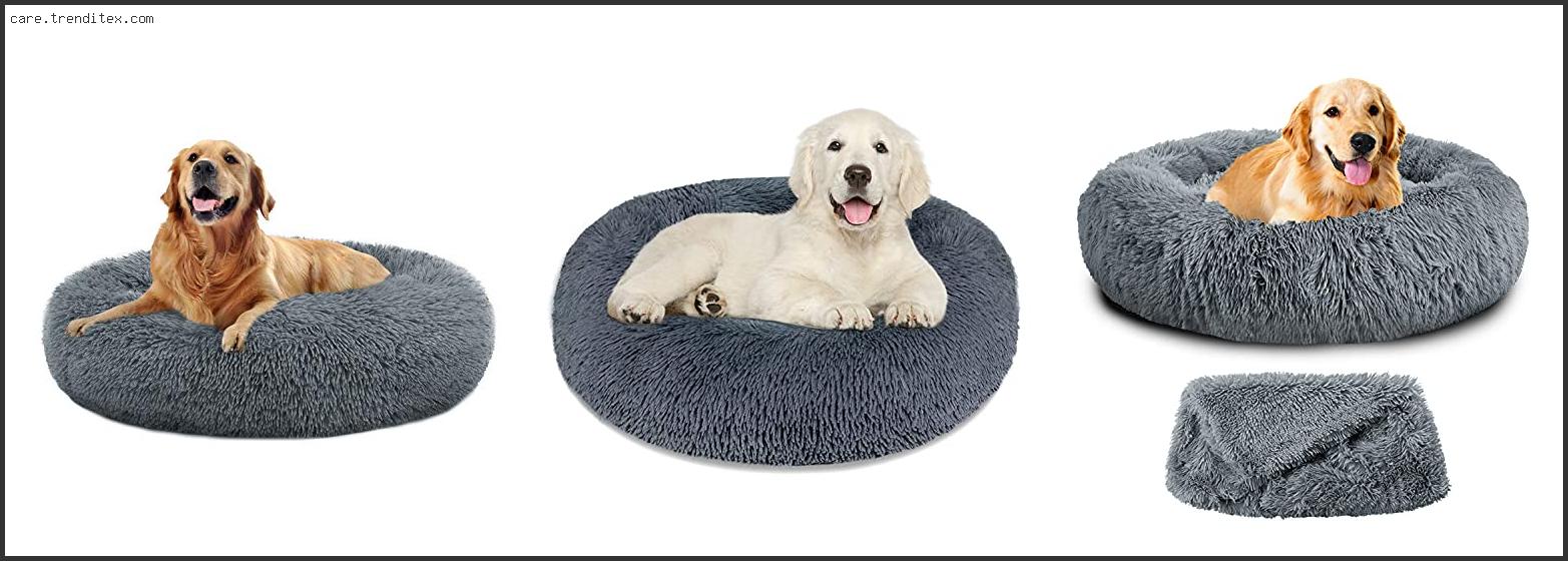 Best Dog Beds For Large Dogs With Anxiety