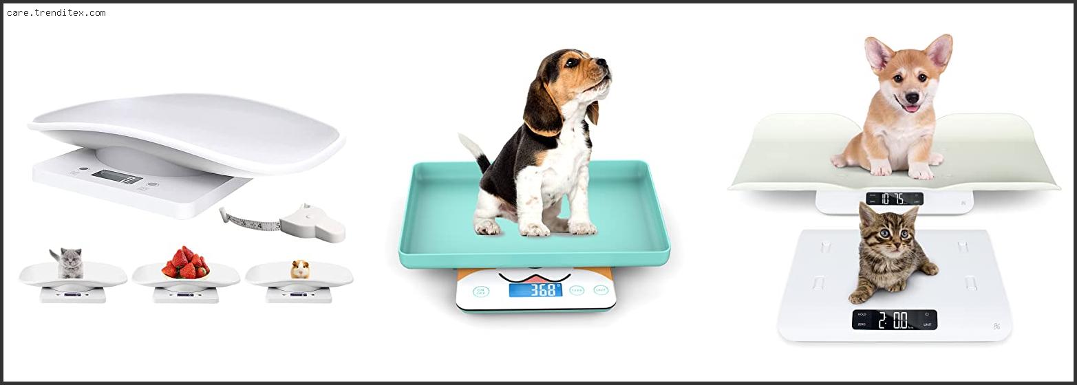 Best Cat Weight Scale