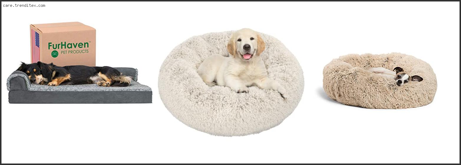 Best Medium Dog Bed