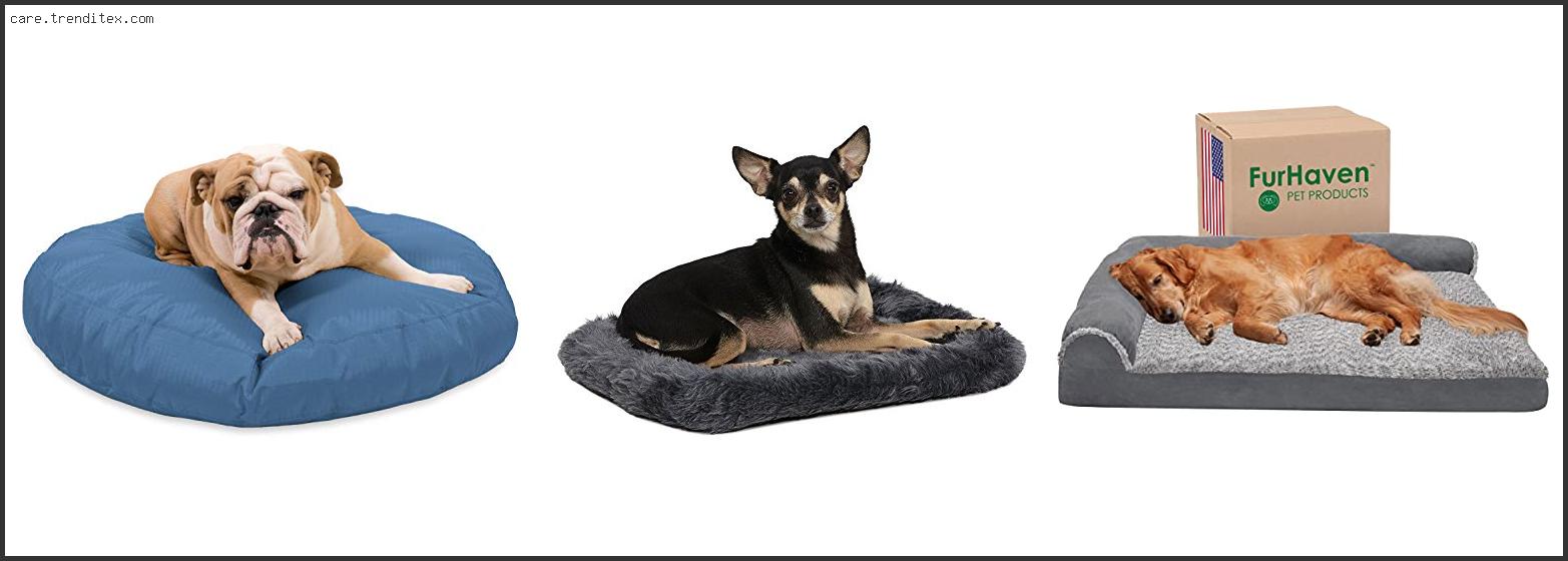 Best Bed For Chewing Dogs