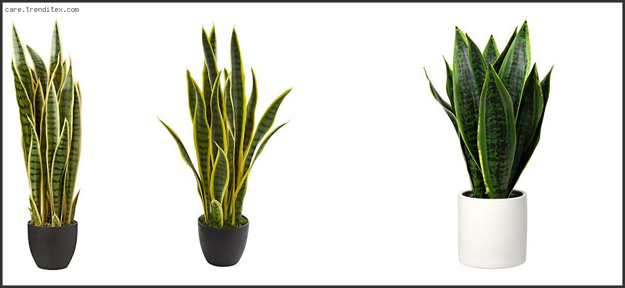 Best Artificial Snake Plant