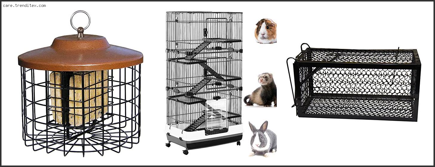 Best Cage For Squirrel