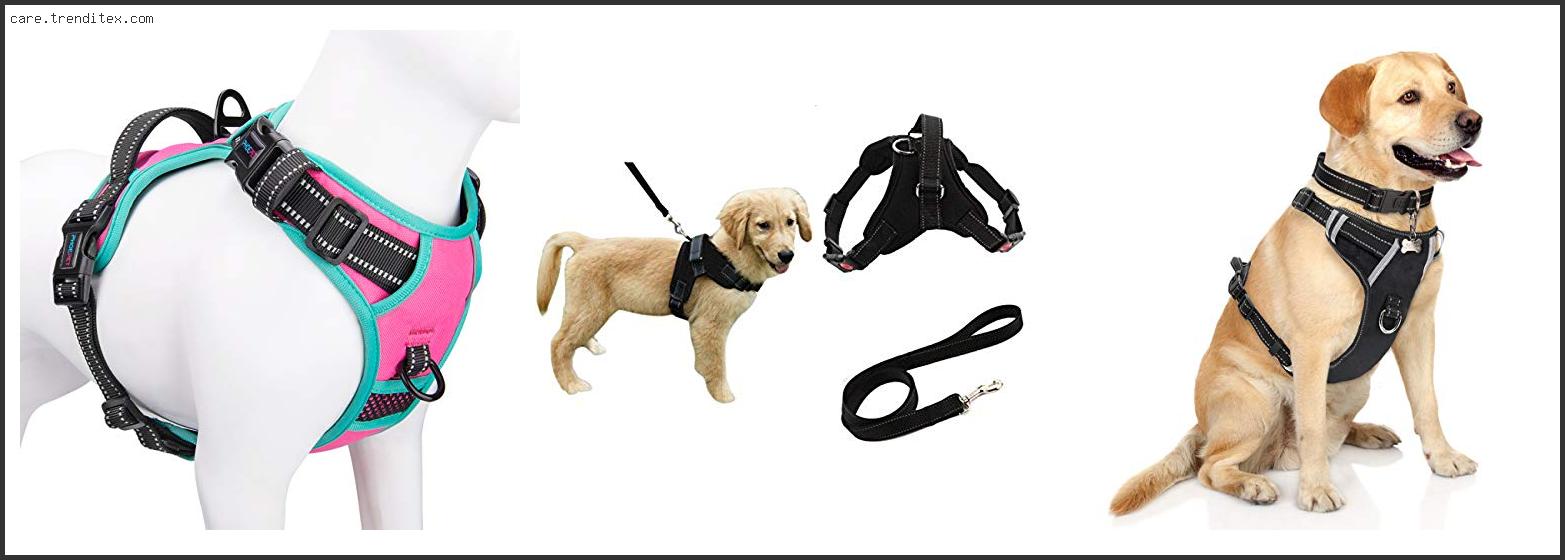Best Dog Harness For Growing Puppy