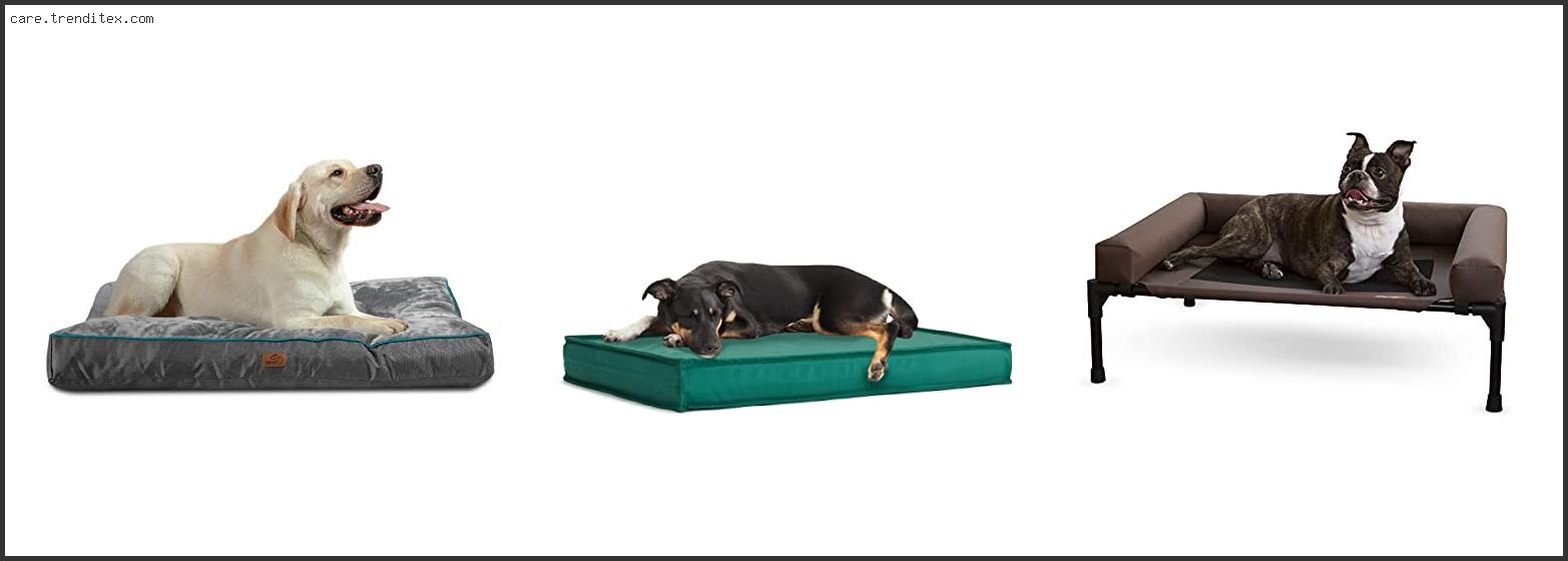 Best Outdoor Dog Beds