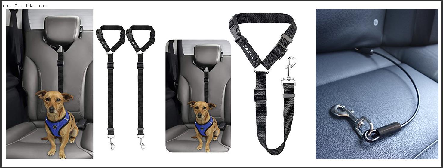 Best Dog Harness For Car Travel