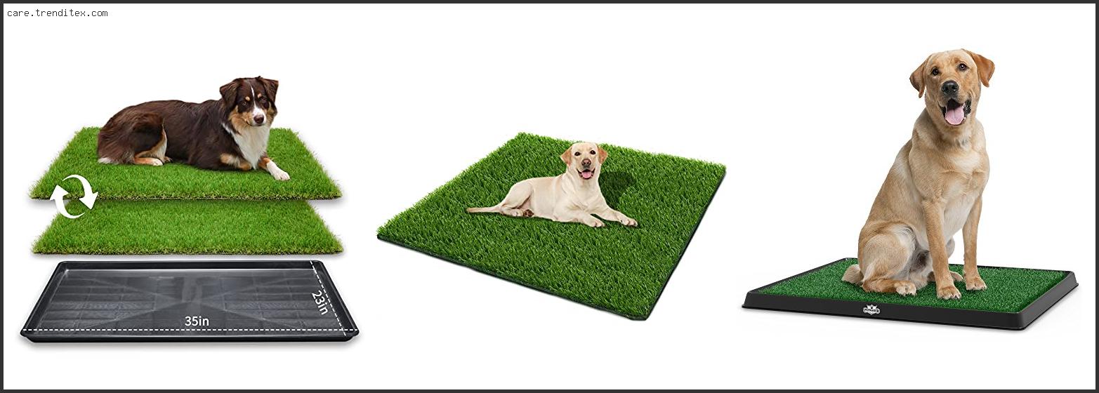 Best Potty Training Grass For Dogs