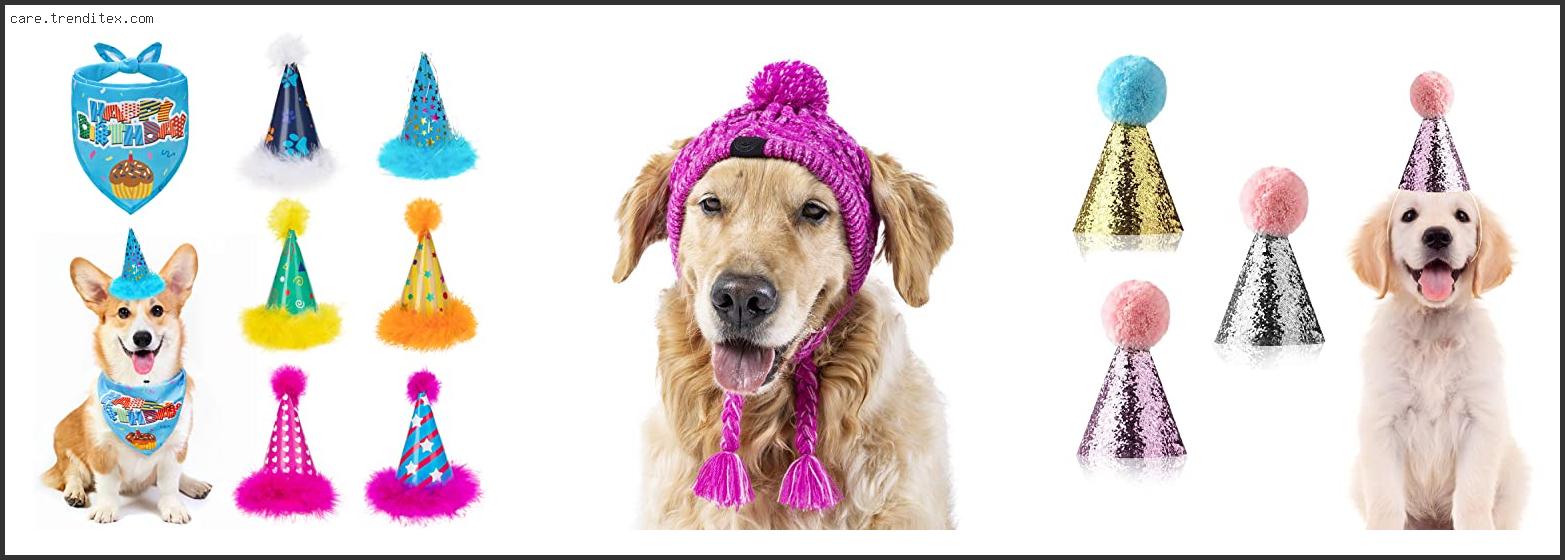 Best Hats For Dogs