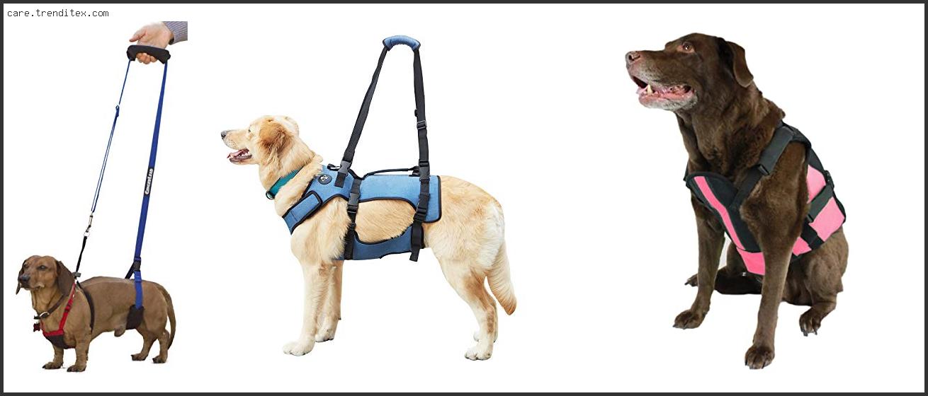Best Harness For Dogs With Ivdd