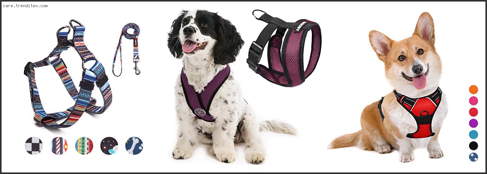 Best Dog Harness For A Dachshund