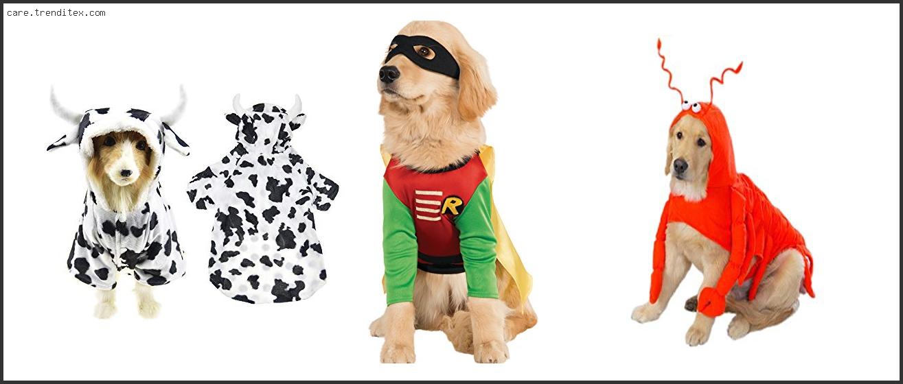 Best Dog Costumes For Golden Retrievers