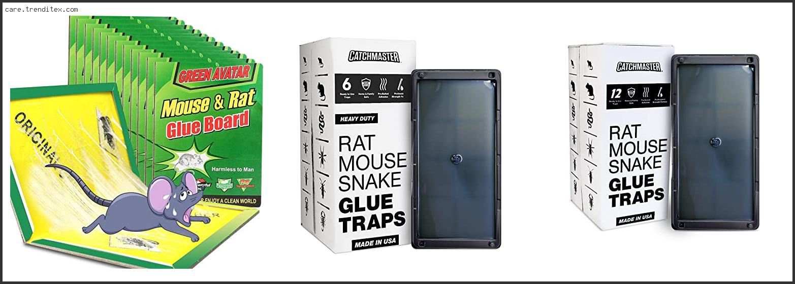 Best Snake Trap