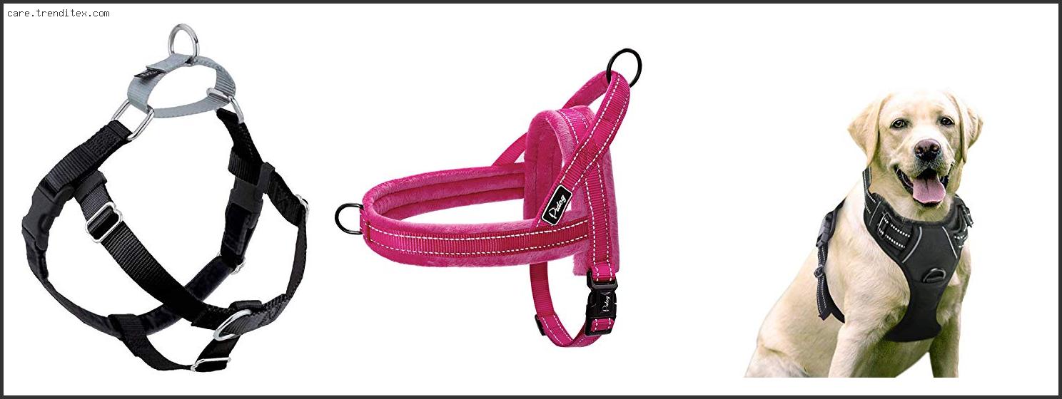 Best Dog Harness For Greyhounds