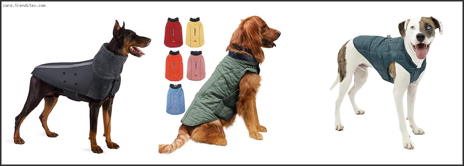 Best Dog Coats For Pitbulls