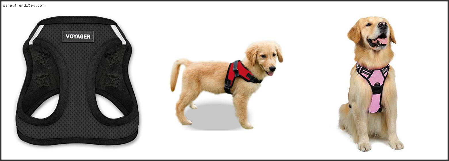 Best Dog Harness For Golden Retriever Puppy