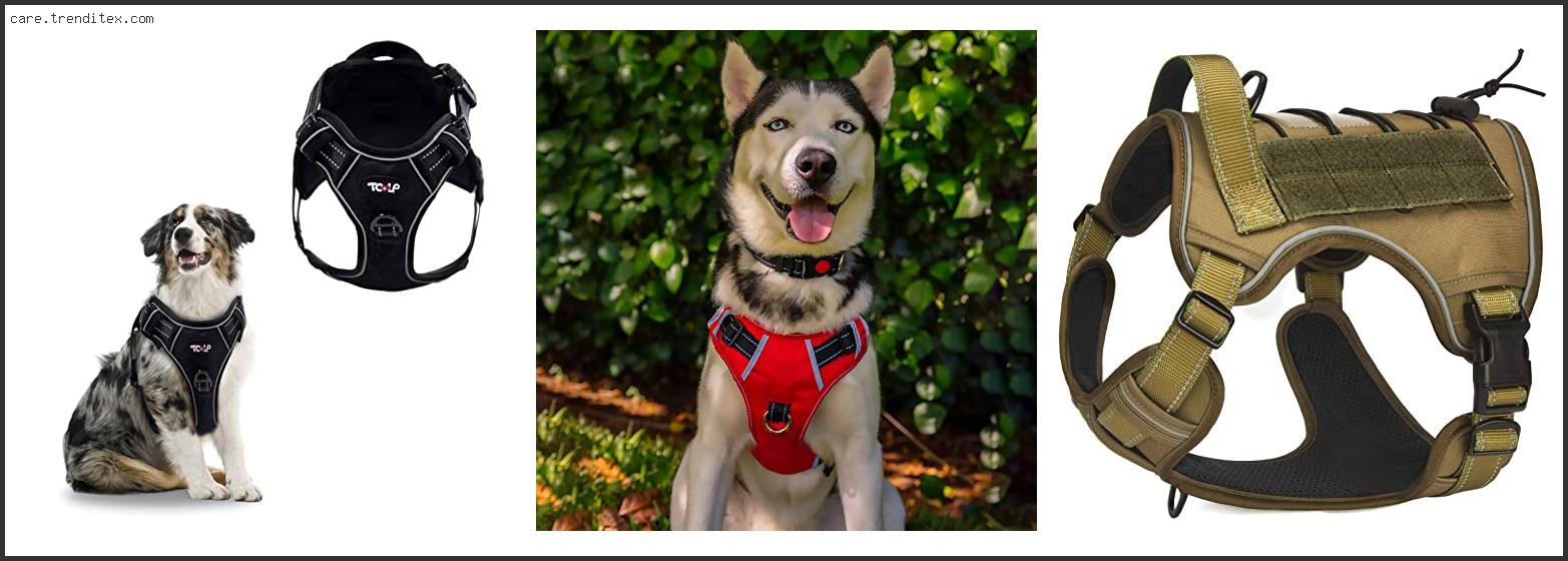 Best No Pull Dog Harness For Husky