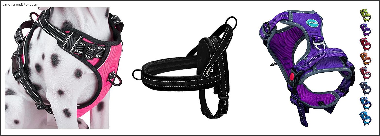 Best Dog Harness For Whippets