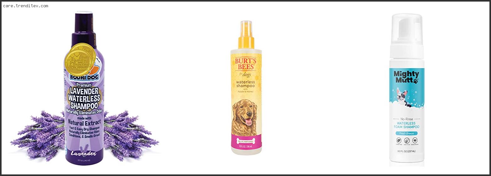 Best Dry Shampoo For Smelly Dogs