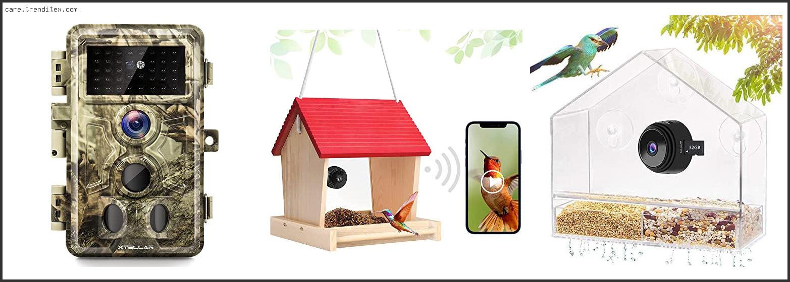 Best Wireless Camera For Bird Feeder