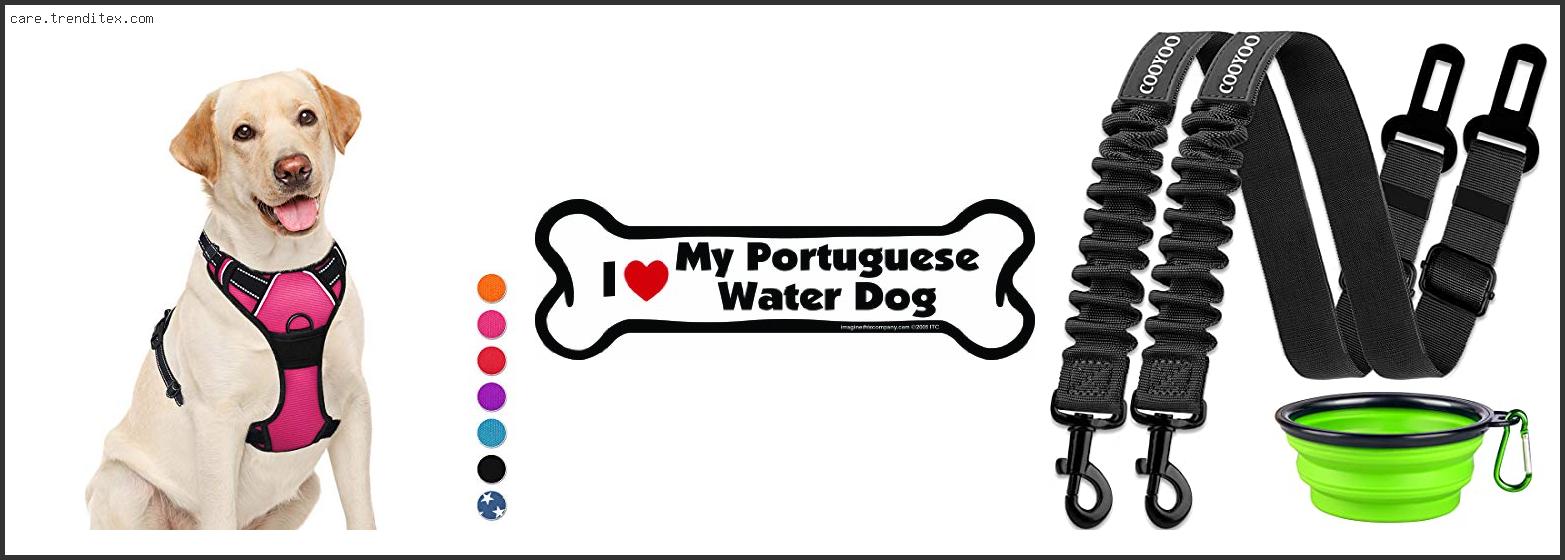 Best Harness For Portuguese Water Dog