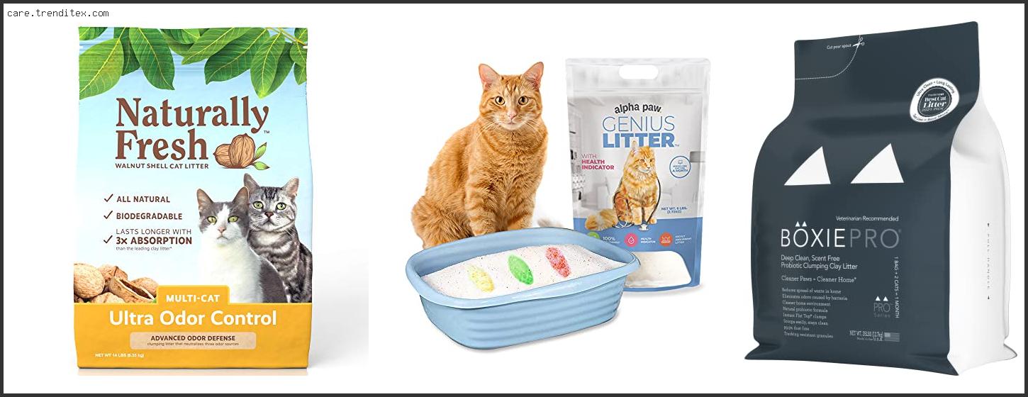 Best Non Clumping Cat Litter For Odor Control