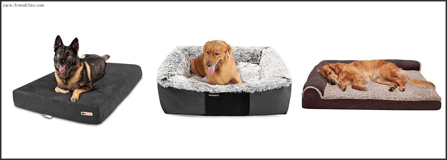 Best Dog Bed For Two Dogs