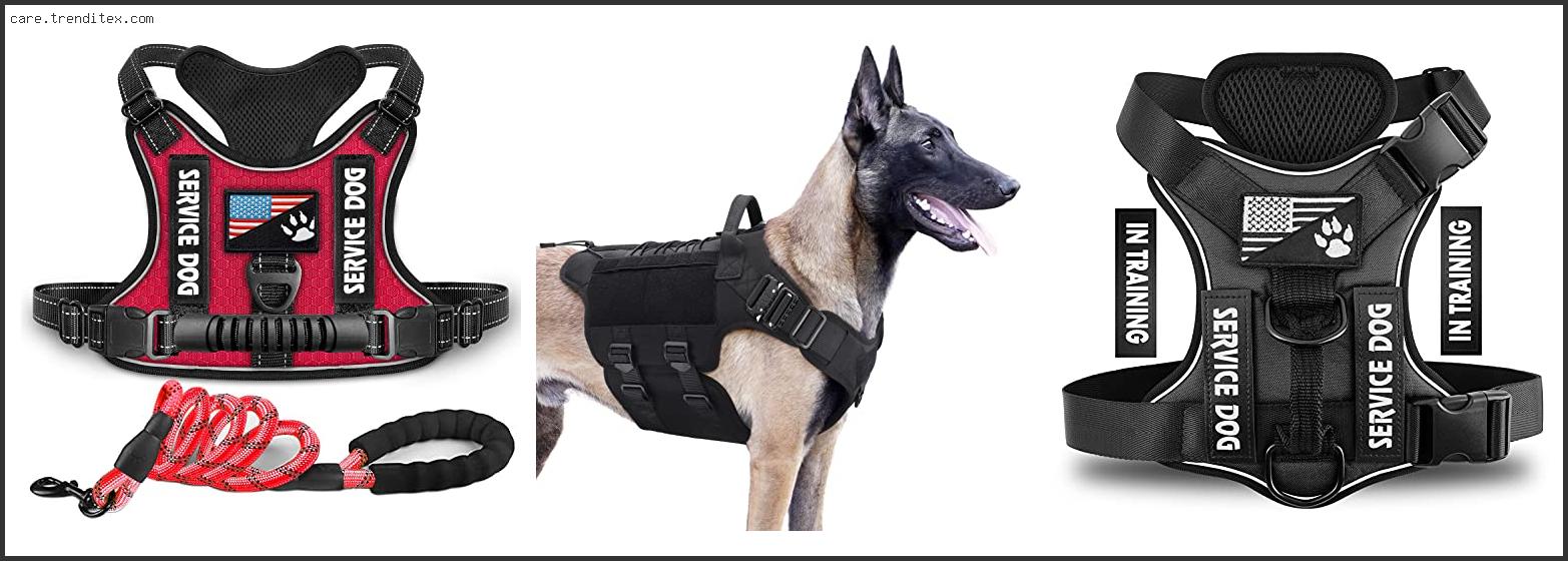 Best Service Dog Vest