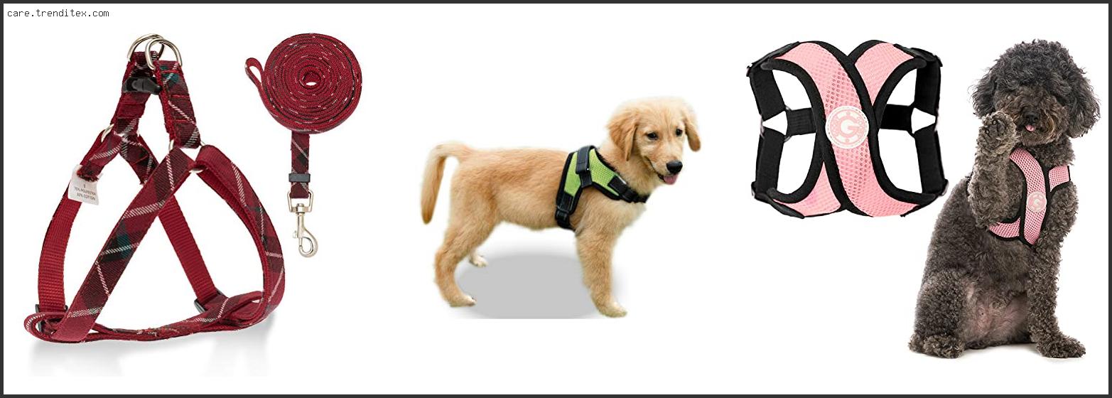 Best Dog Harness For Summer