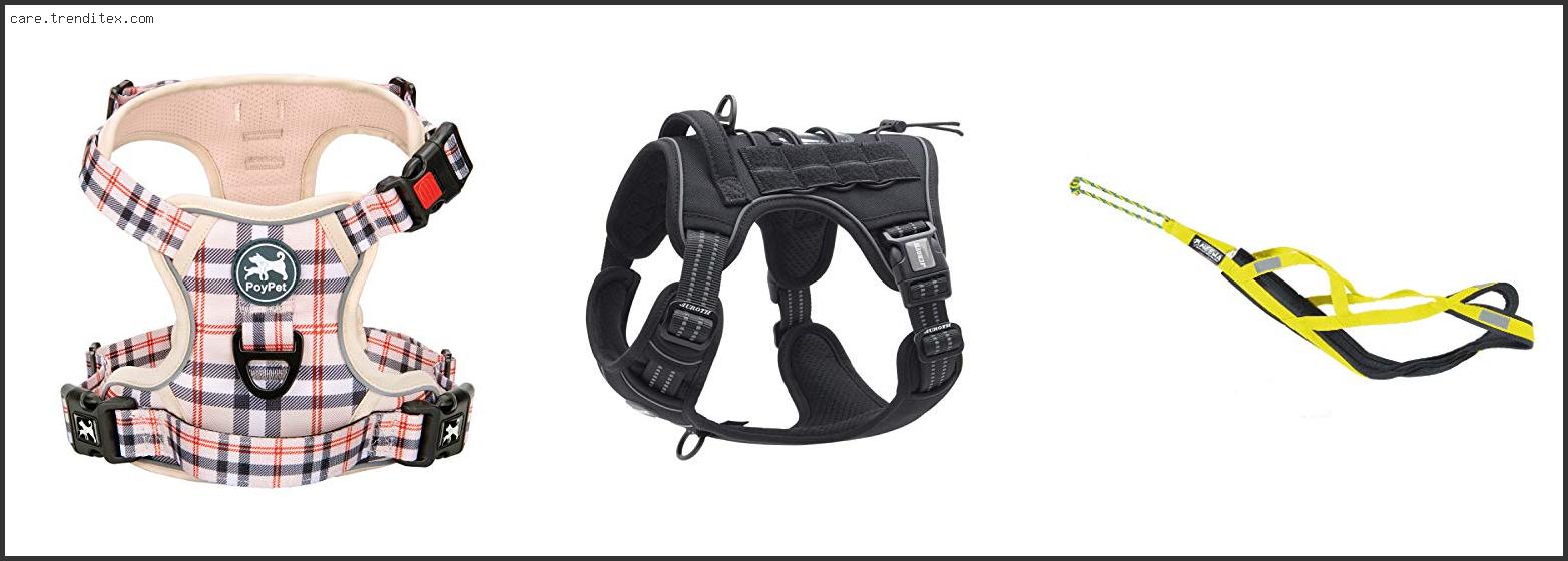 Best Dog Harness For Cycling