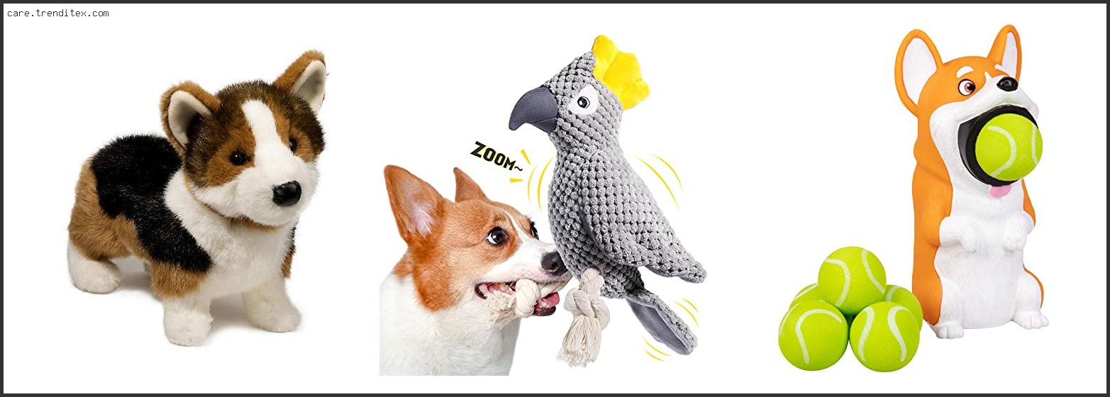 Best Dog Toys For Corgis