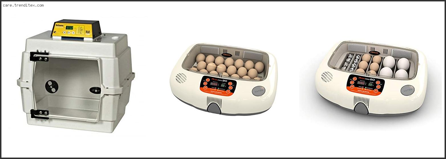 Best Incubator For Parrot Eggs