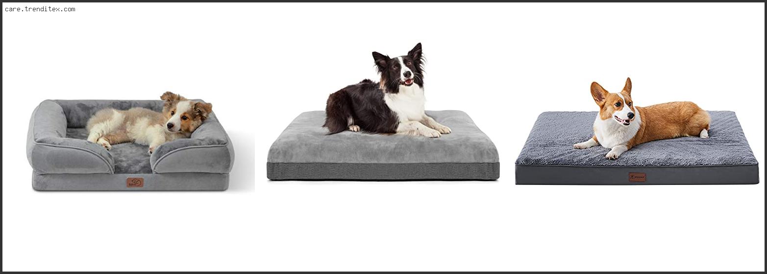 Best Dog Bed Medium Dog