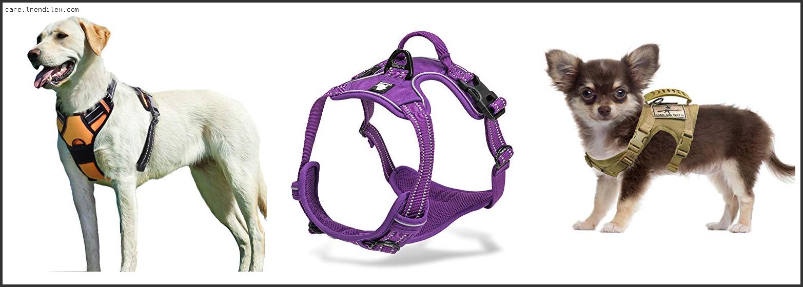 Best Dog Harness For Outdoors