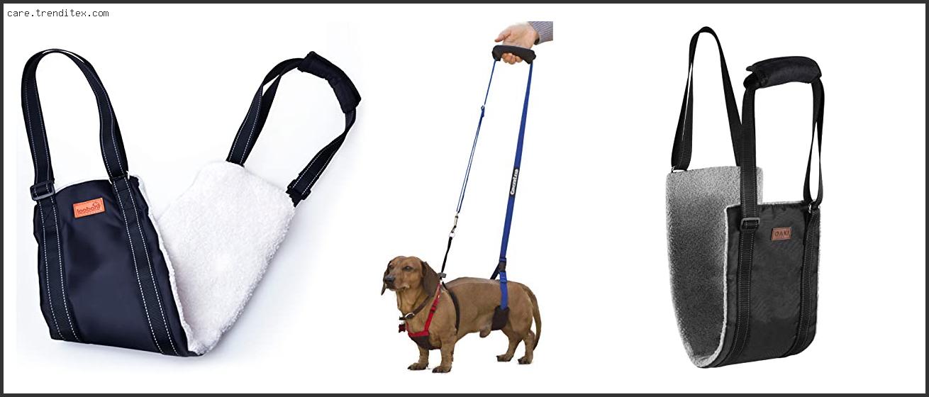 Best Hind Leg Support For Dogs