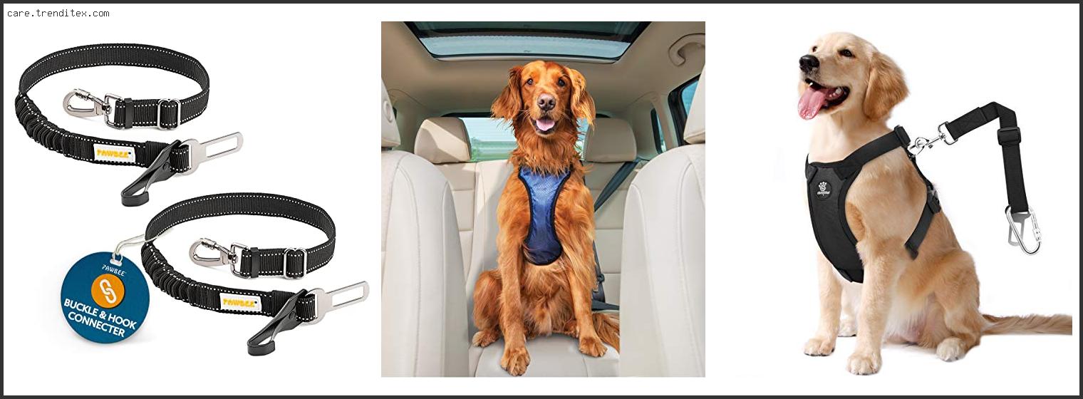 Best Dog Harness Seat Belt