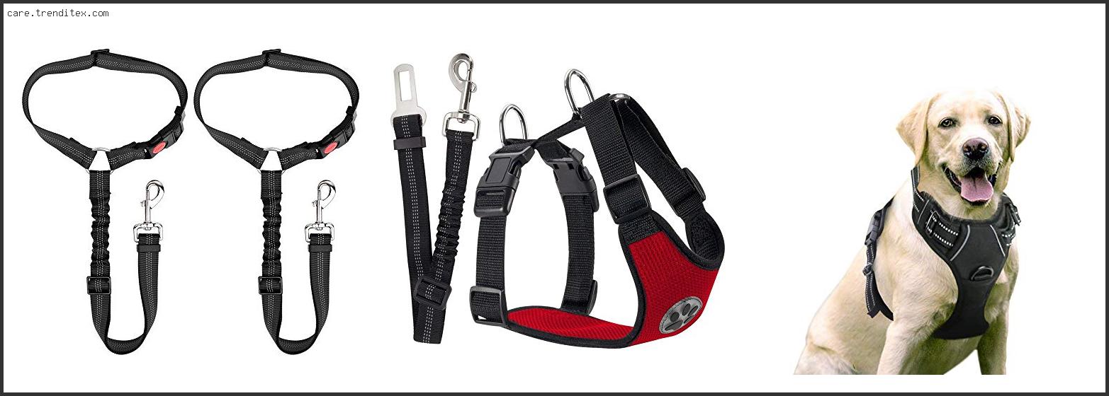 Best Car Harness For Large Dogs