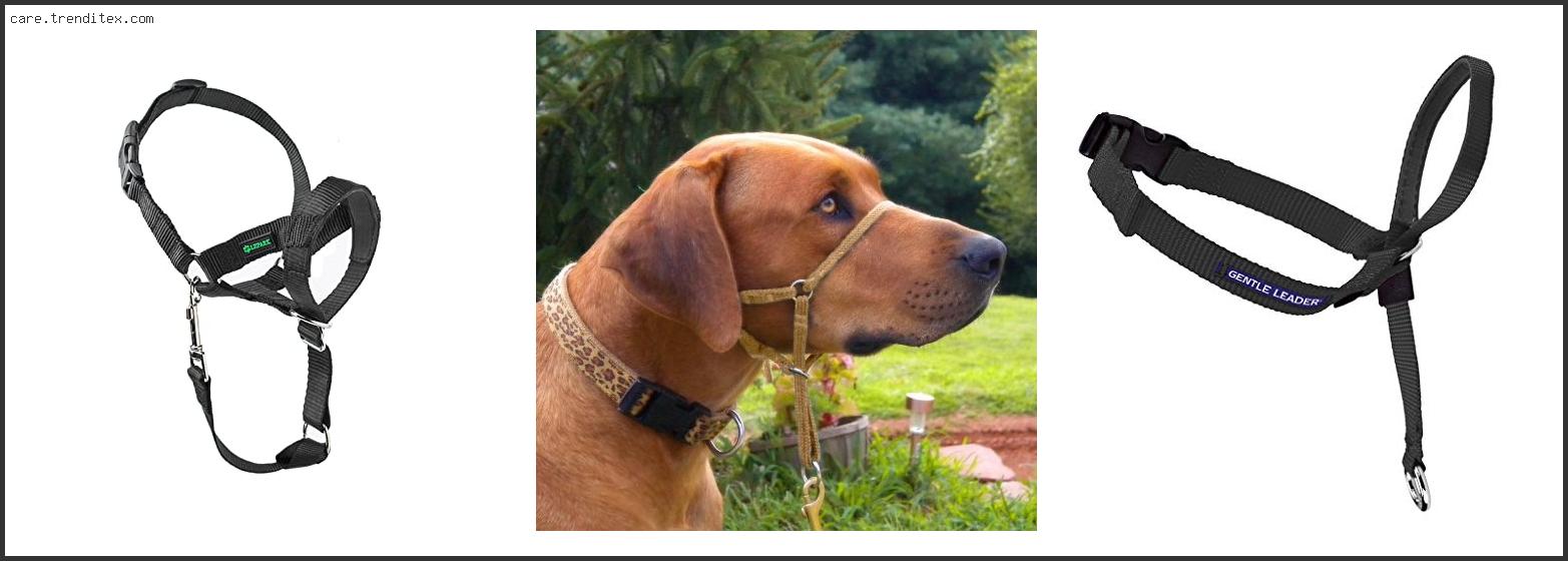 Top 10 Best Nose Harness For Dogs Based On Scores - My TrendiTex