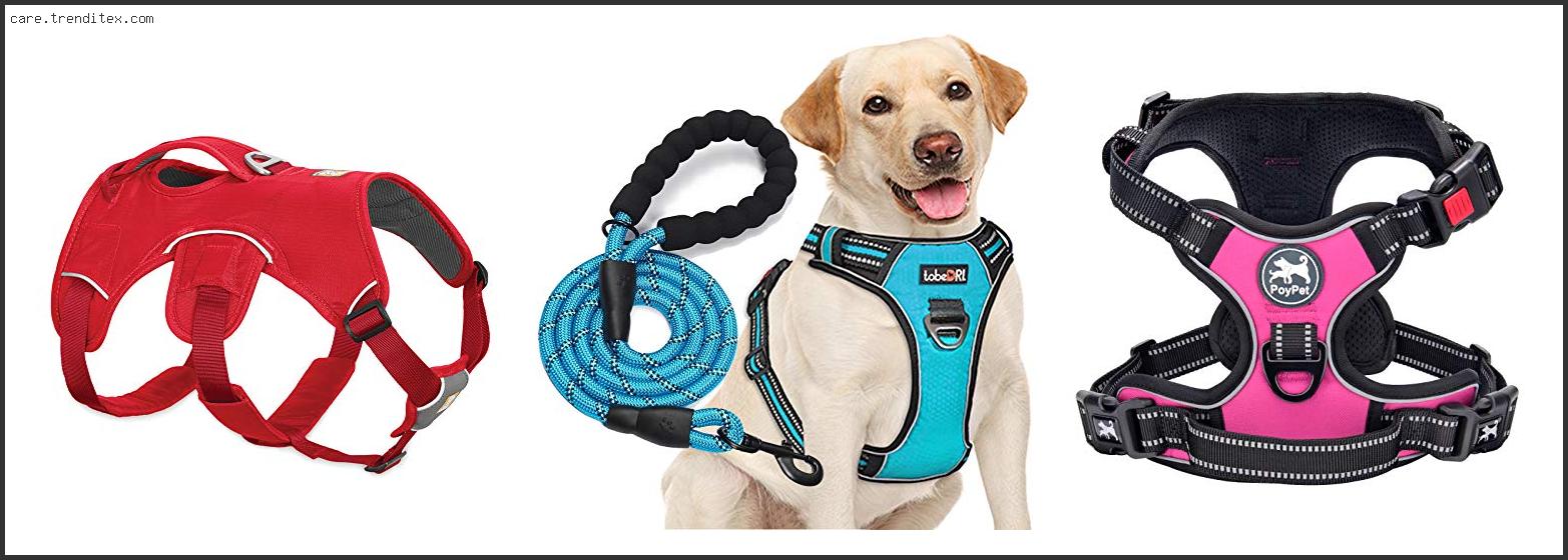 Best Harness For Medium Dogs