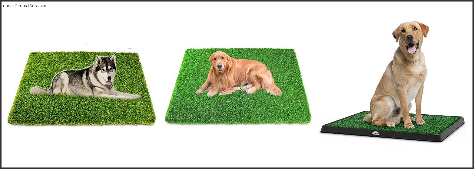 Best Artificial Grass For Dog Potty